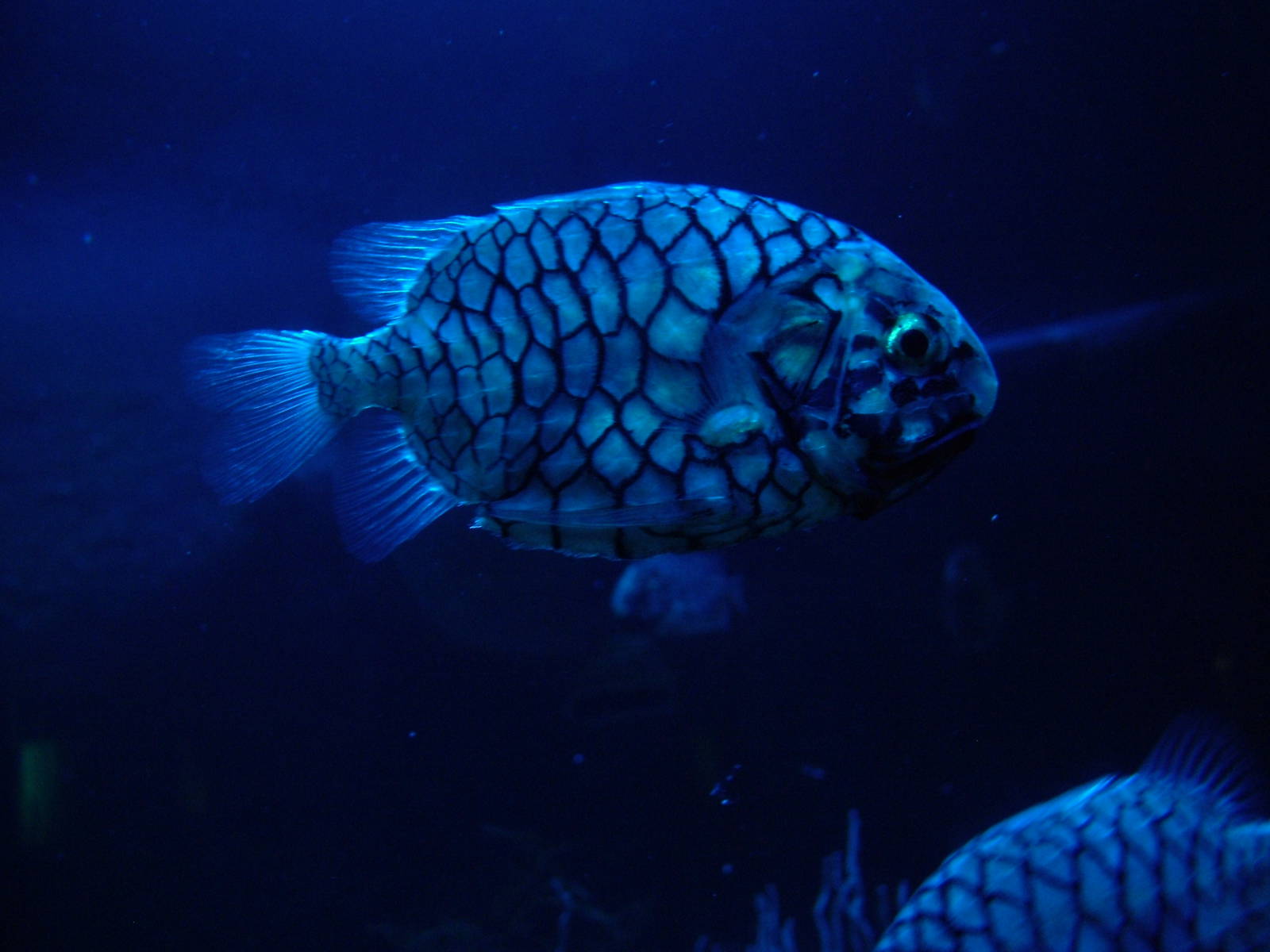 Marine hatchetfish swims wallpaper